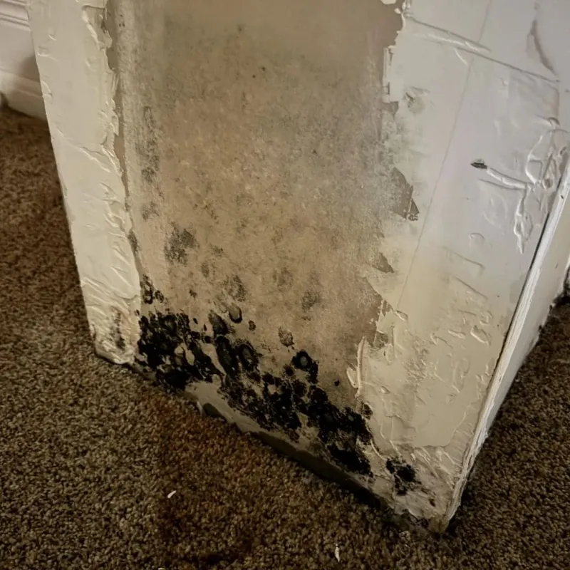 Professional Mold Removal in Burnet, TX